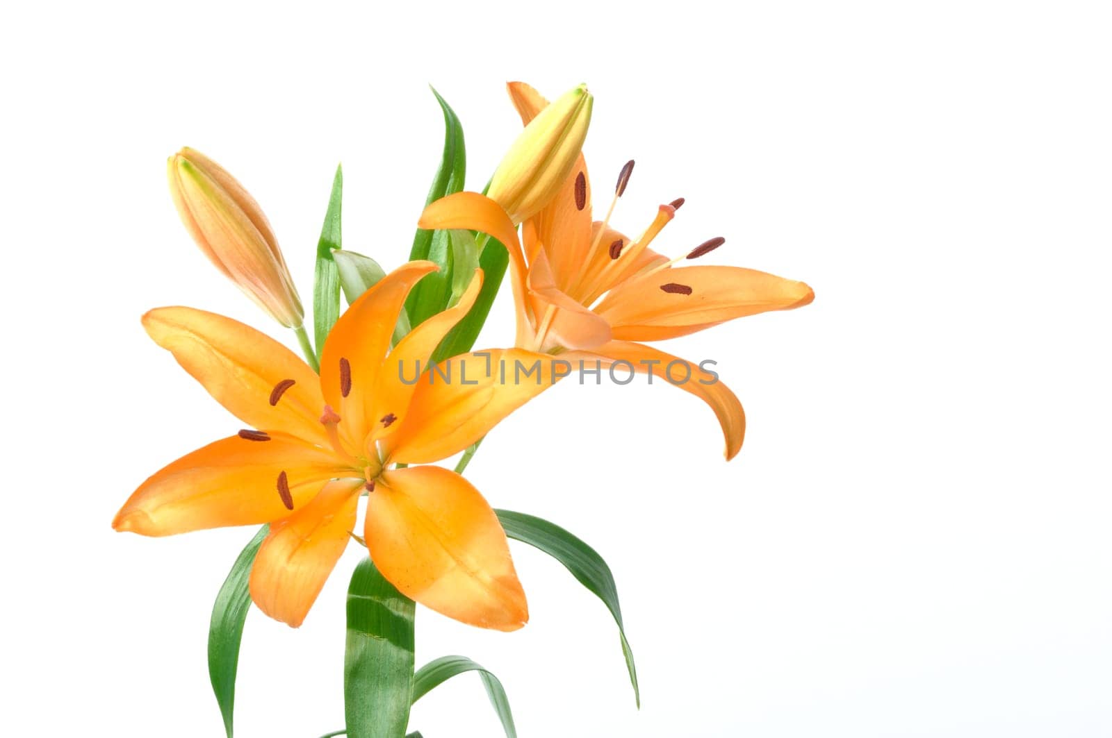 Studio shot of orange lily