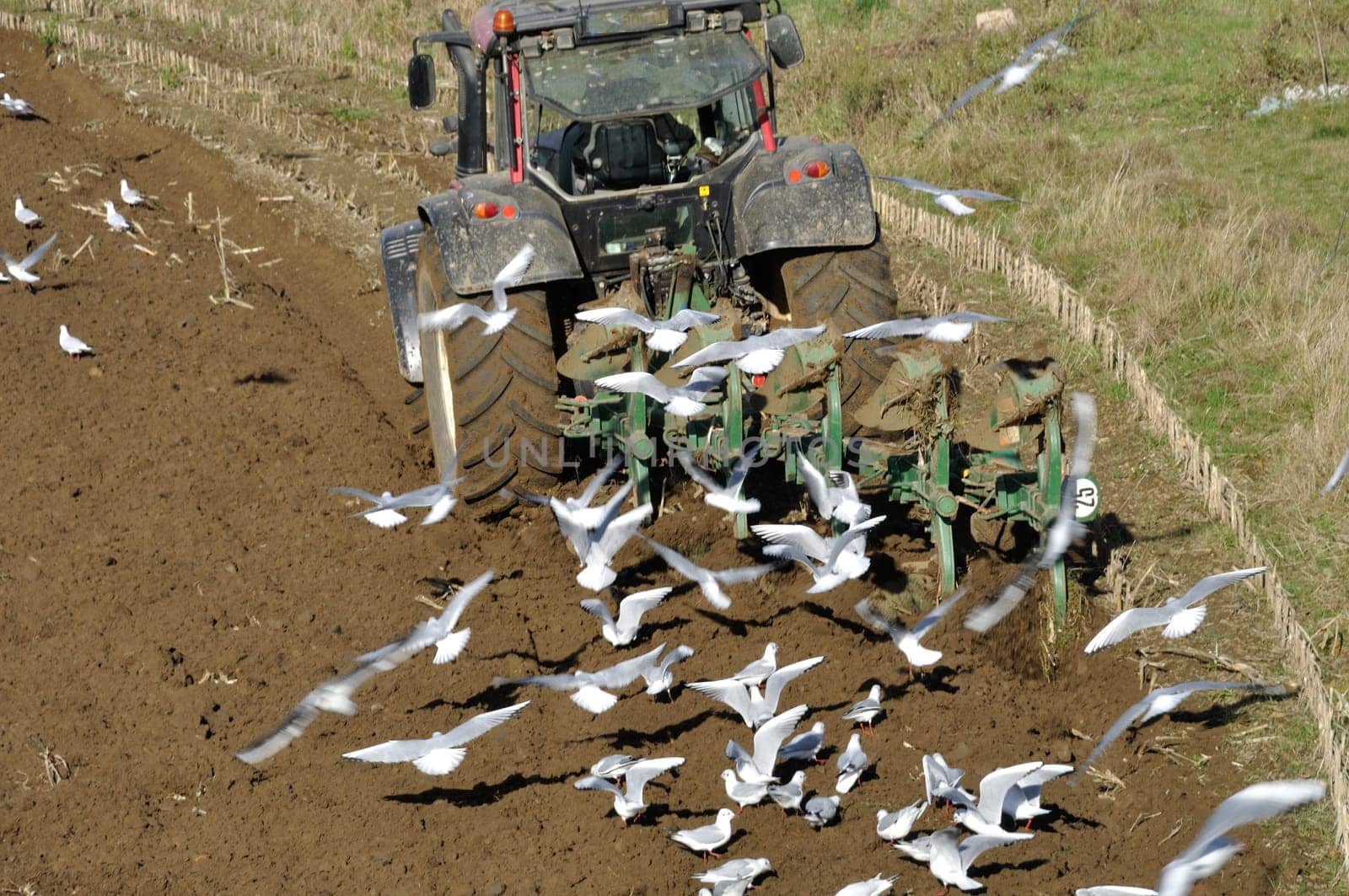 Plow tractor surrounded by seagulls