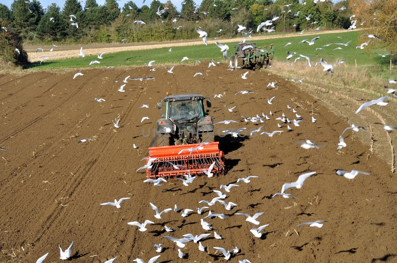Plow tractor surrounded by seagulls