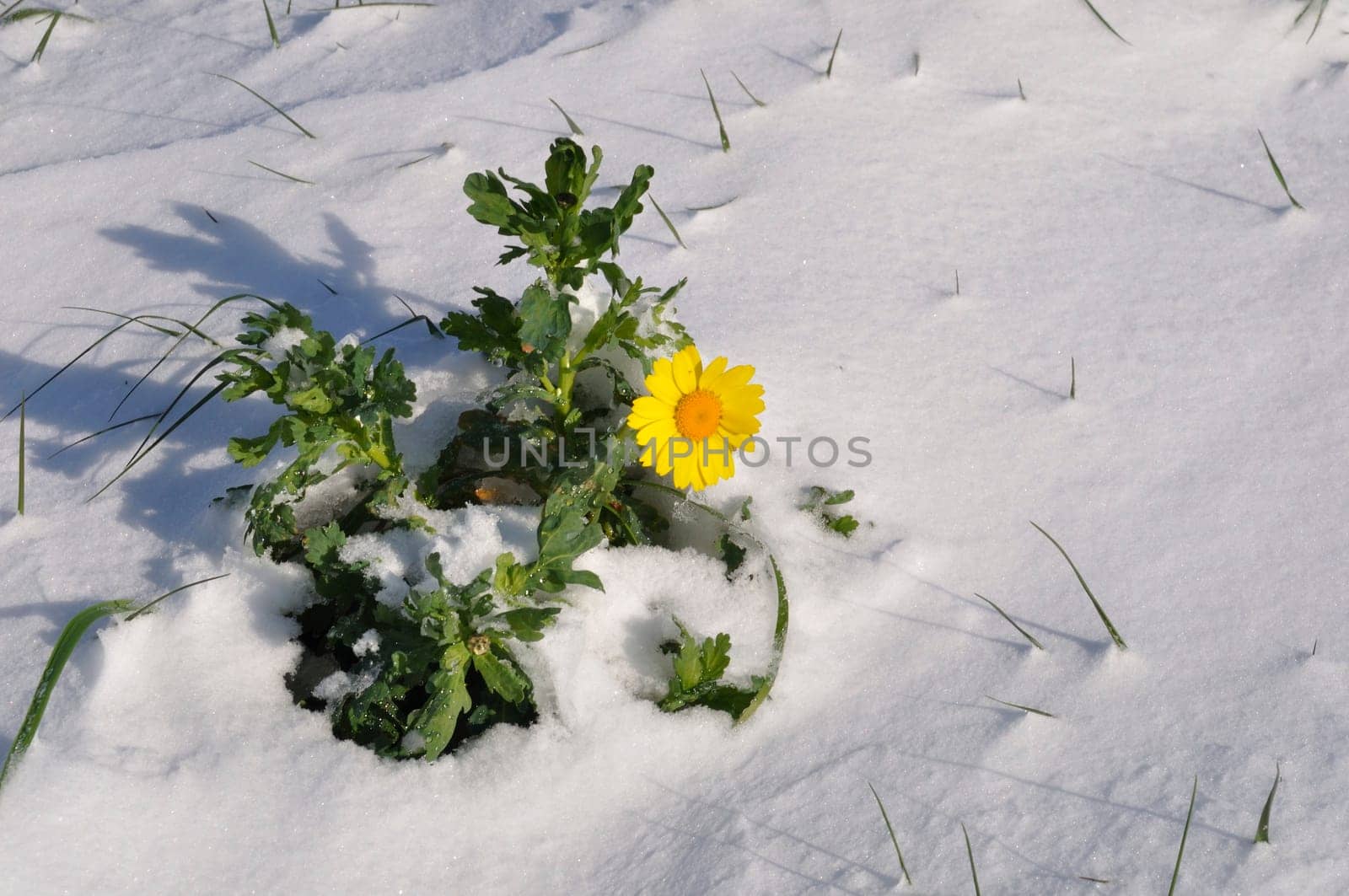 golden daisy under the snow in Brittany wheat chrysanthemum under the snow in Brittany
