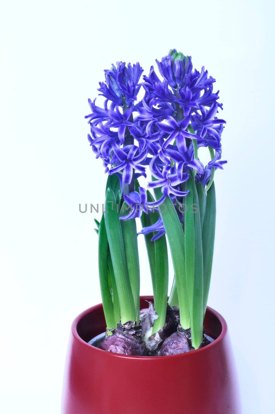 Studio shot of a hyacinth