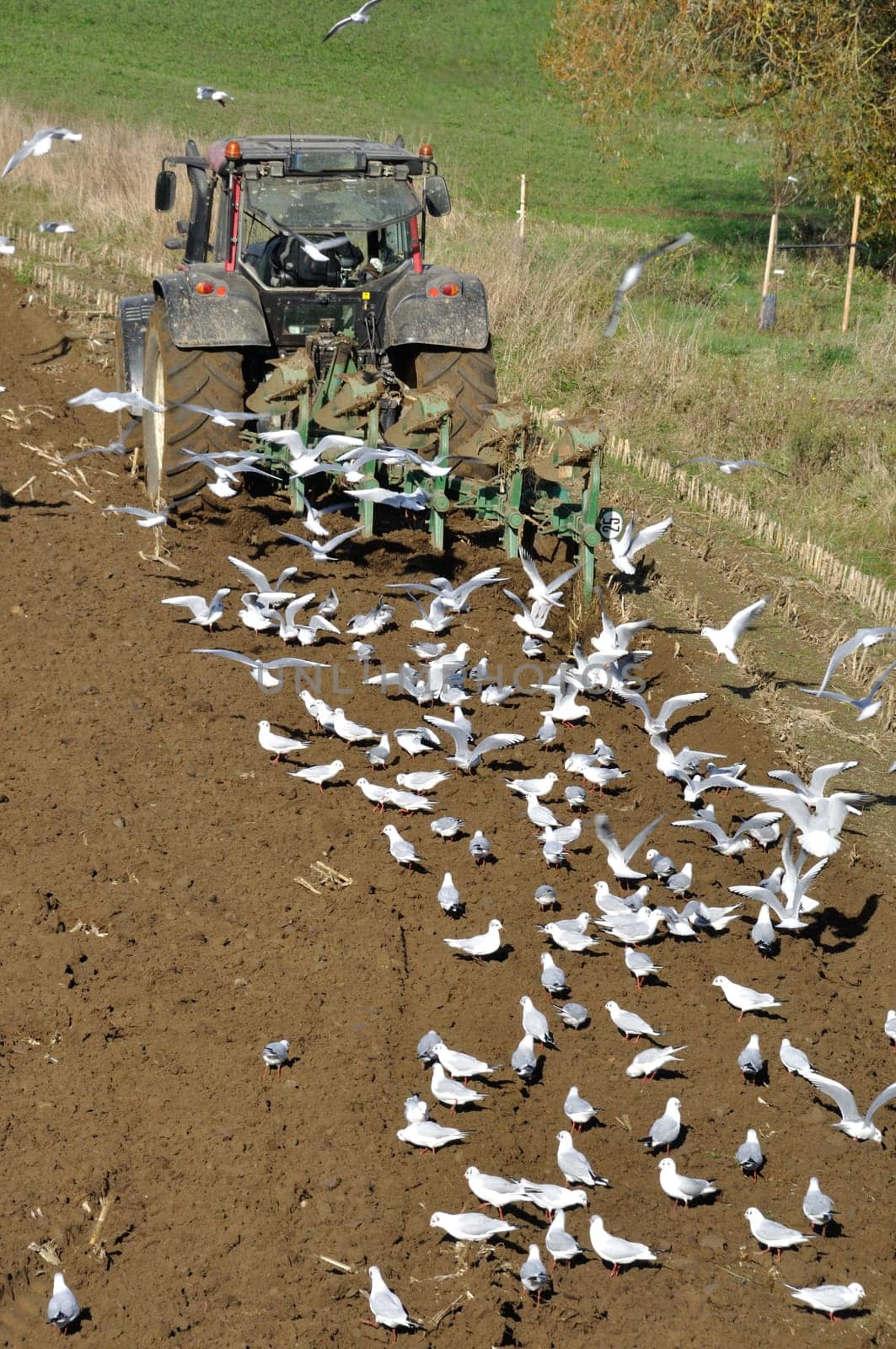 Plow tractor surrounded by seagulls