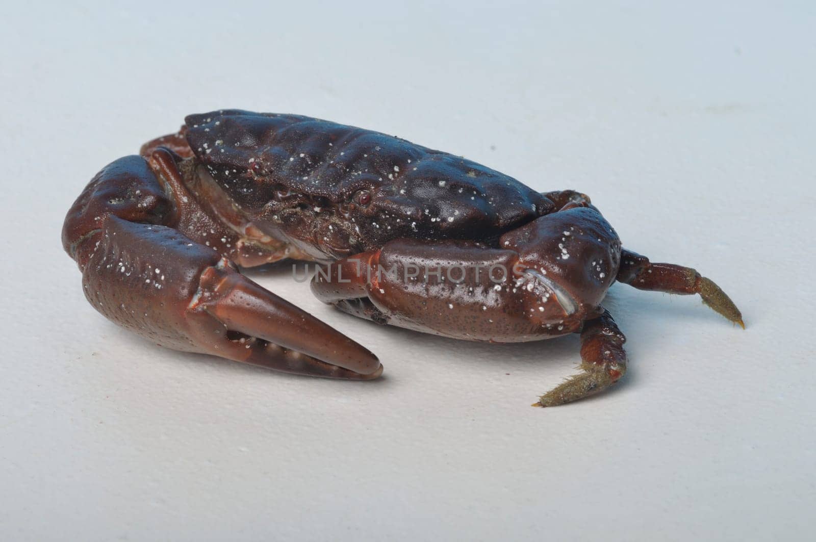 crab on a white background