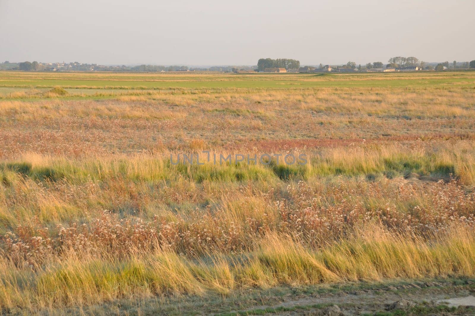 Salt marshes of the bay of  Mont Saint Michel