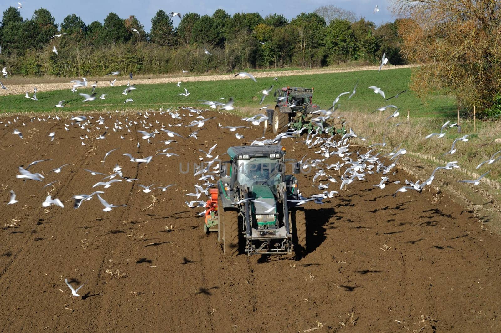 Plow tractor surrounded by seagulls