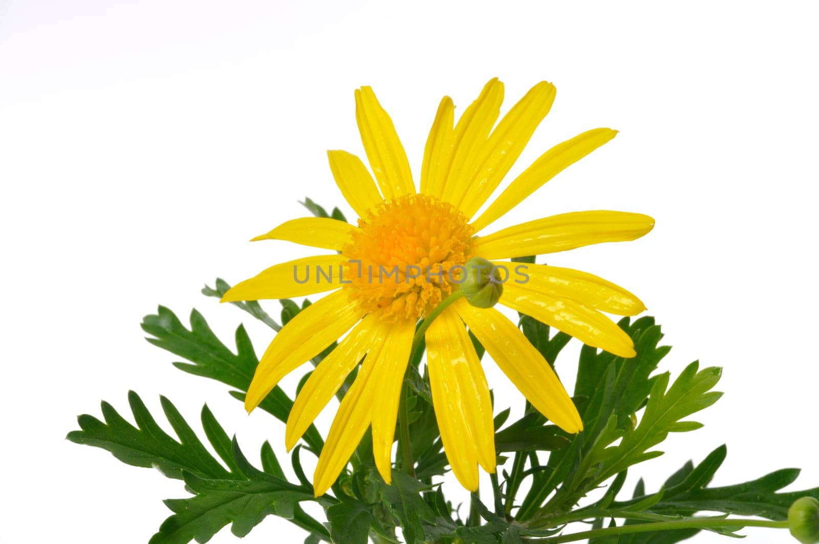 savannah daisies on a white background