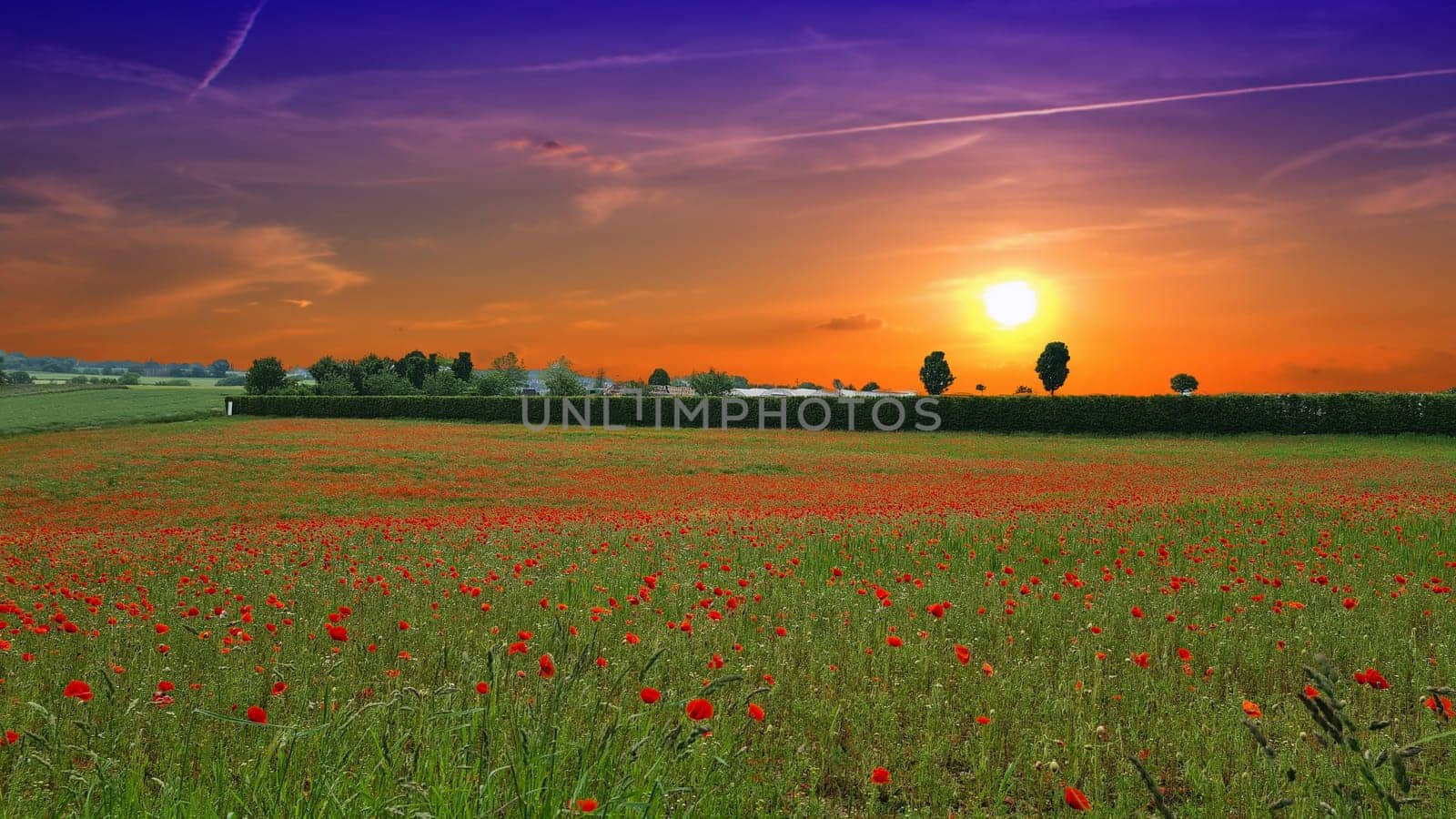 Campo con hierba verde y amapolas rojas contra el cielo del atardecer