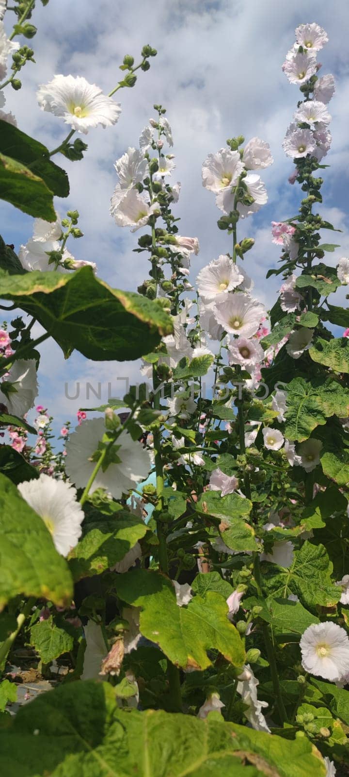 Hollyhocks blooming in Teipei City, Taiwan