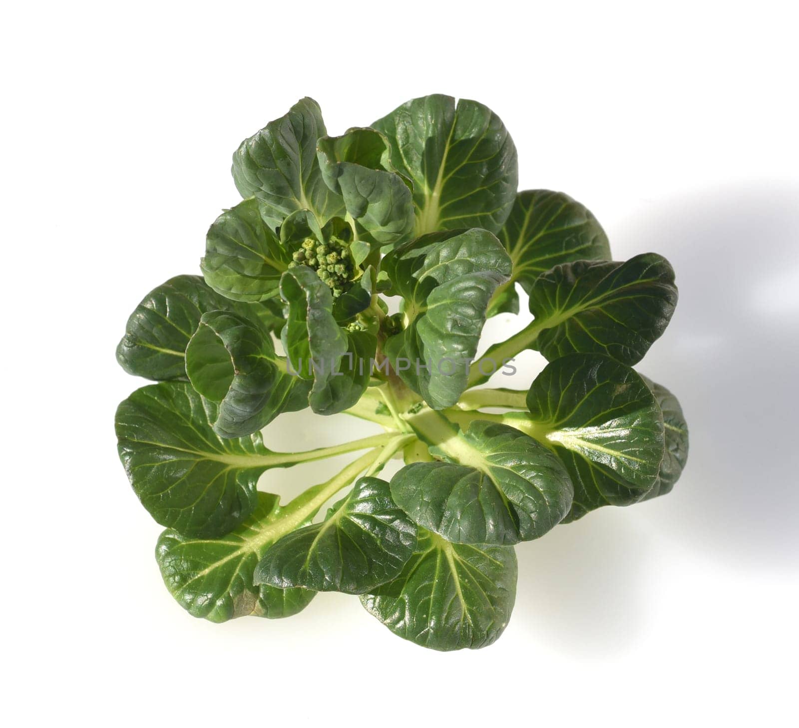 Asian salads are often available all year round. It is used as a salad as well as a vegetable side dish. Asian salads are often available all year round. It is used as a salad as well as a vegetable side dish.