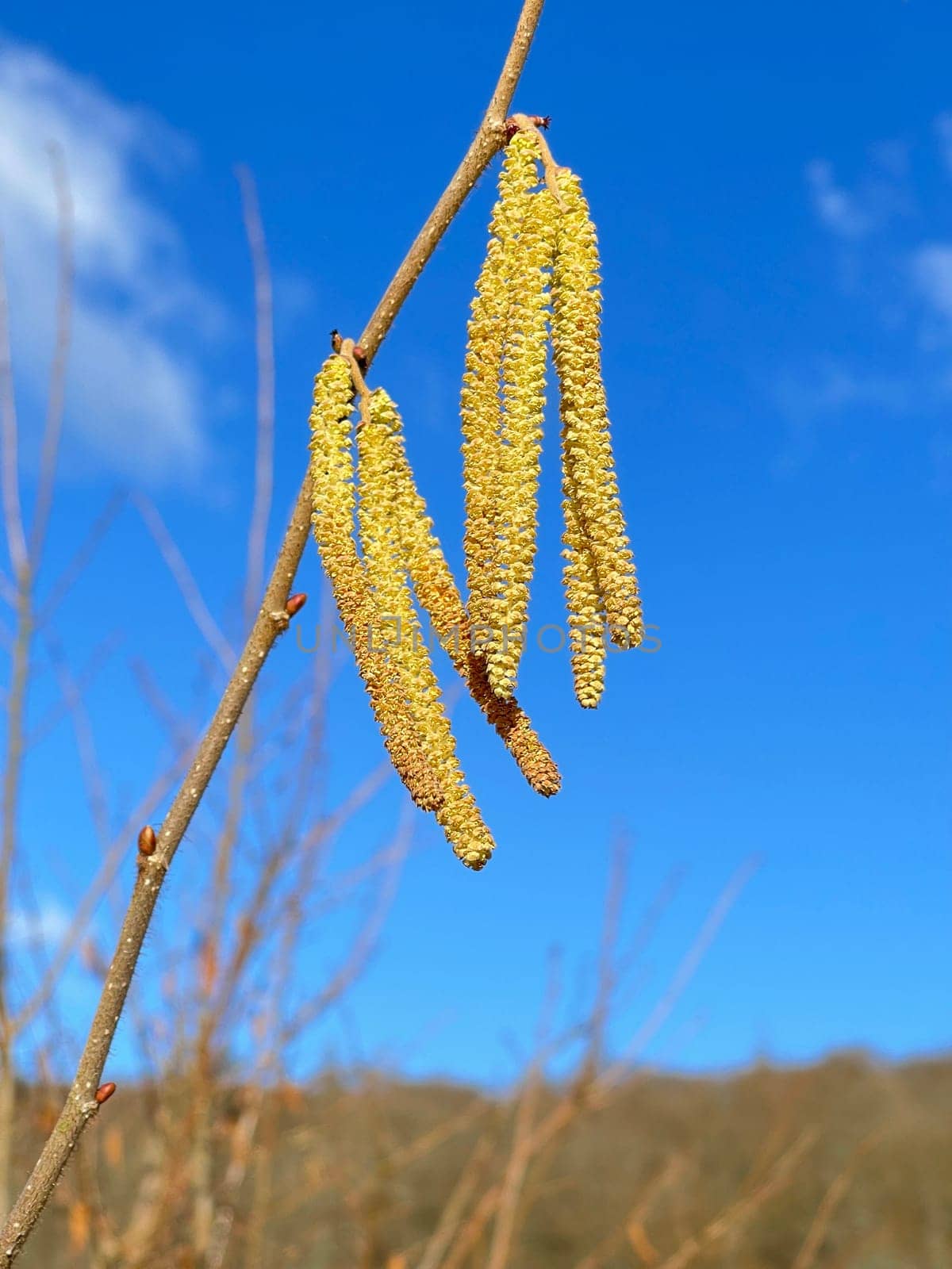 Hazelnut kitten,Corylus avellana,is a native bush or tree species that can trigger allergies. Hazelnut catkin,Corylus avellana,is a native bush or tree species that can cause allergies.