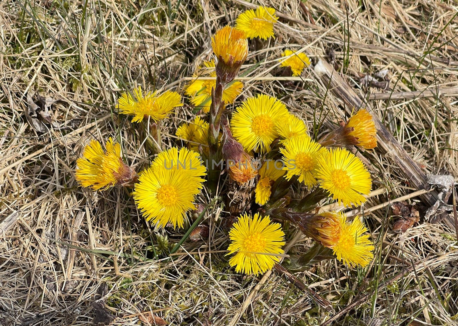 Coltsfoot,Tussilago Farfara and a medicinal plant with yellow aldermen. It occurs wild and is also used in medicine. Coltsfoot,Tussilago Farfara and a medicinal plant with yellow flowers. It occurs wild and is also used in medicine.