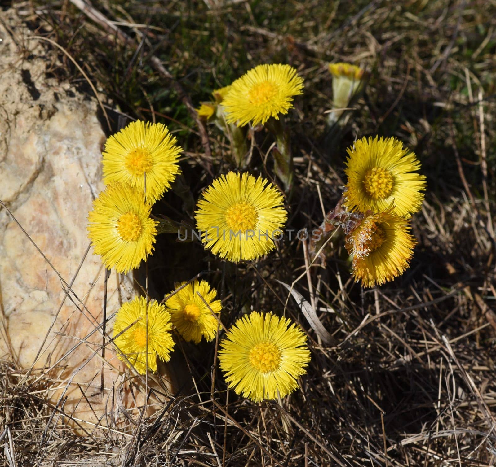 Coltsfoot,Tussilago Farfara and a medicinal plant with yellow aldermen. It occurs wild and is also used in medicine. Coltsfoot,Tussilago Farfara and a medicinal plant with yellow flowers. It occurs wild and is also used in medicine.