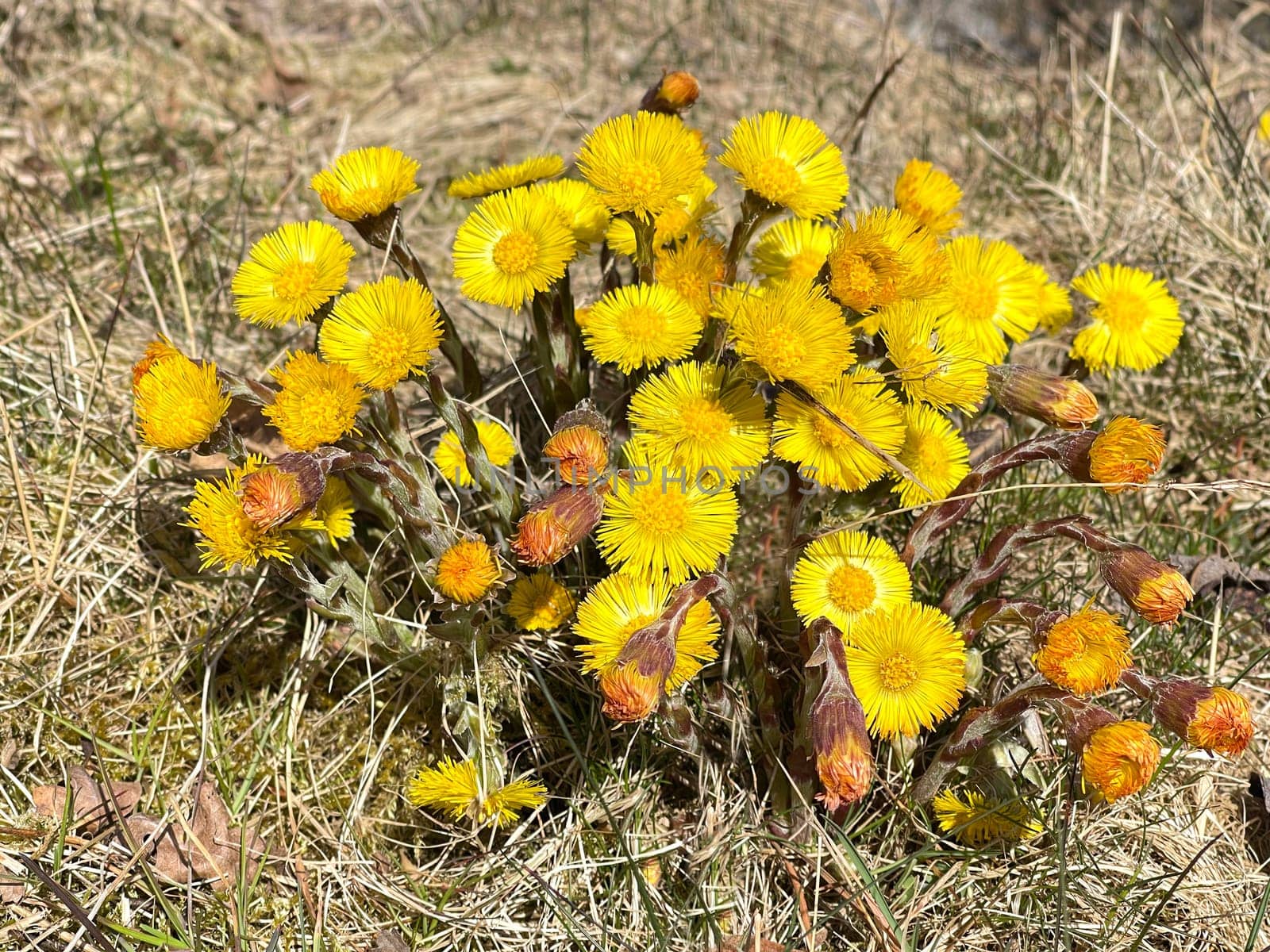Coltsfoot,Tussilago Farfara and a medicinal plant with yellow aldermen. It occurs wild and is also used in medicine. Coltsfoot,Tussilago Farfara and a medicinal plant with yellow flowers. It occurs wild and is also used in medicine.
