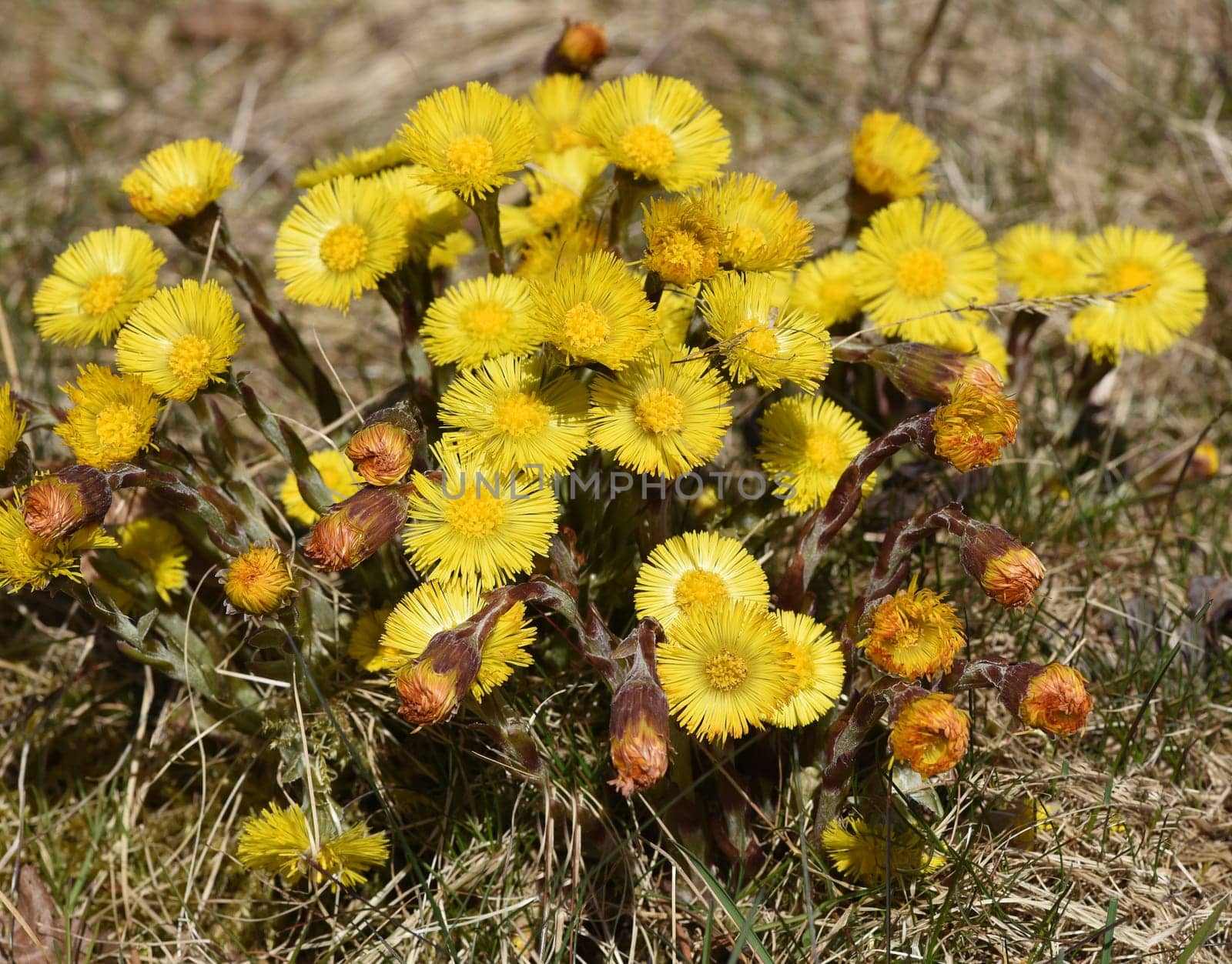 Coltsfoot,tussilago farfara and a medicinal plant with yellow brickets. It occurs wild and is also used in medicine. Coltsfoot,Tussilago Farfara and a medicinal plant with yellow flowers. It occurs wild and is also used in medicine.