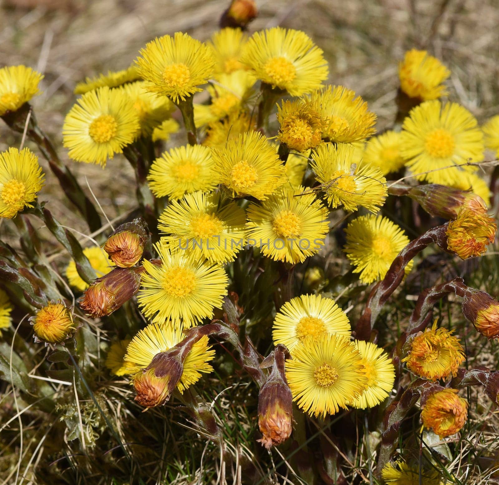 Coltsfoot,Tussilago Farfara and a medicinal plant with yellow aldermen. It occurs wild and is also used in medicine. Coltsfoot,Tussilago Farfara and a medicinal plant with yellow flowers. It occurs wild and is also used in medicine.