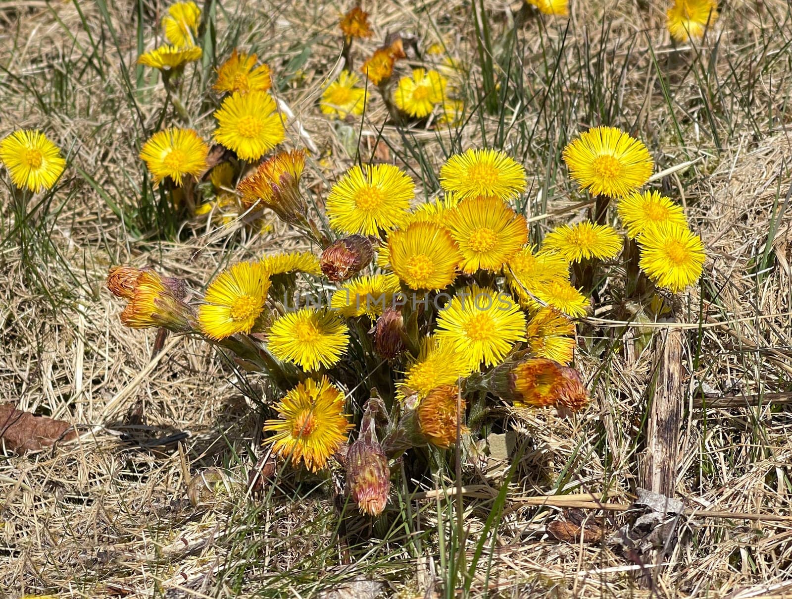 Coltsfoot,Tussilago Farfara and a medicinal plant with yellow aldermen. It occurs wild and is also used in medicine. Coltsfoot,Tussilago Farfara and a medicinal plant with yellow flowers. It occurs wild and is also used in medicine.