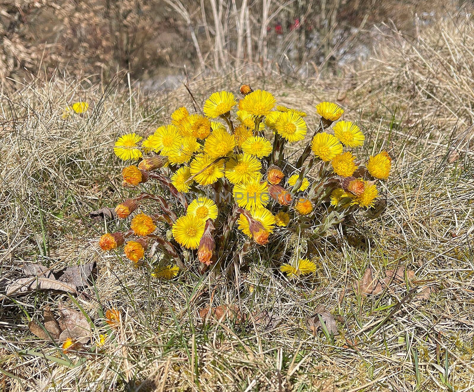 Coltsfoot,Tussilago Farfara and a medicinal plant with yellow aldermen. It occurs wild and is also used in medicine. Coltsfoot,Tussilago Farfara and a medicinal plant with yellow flowers. It occurs wild and is also used in medicine.