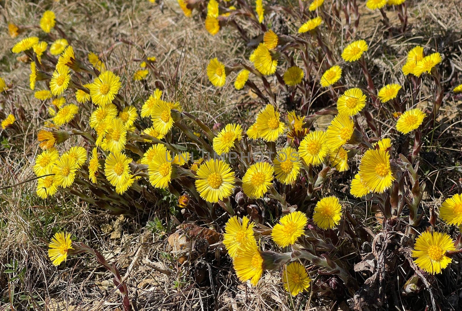 Coltsfoot,Tussilago Farfara and a medicinal plant with yellow aldermen. It occurs wild and is also used in medicine. Coltsfoot,Tussilago Farfara and a medicinal plant with yellow flowers. It occurs wild and is also used in medicine.