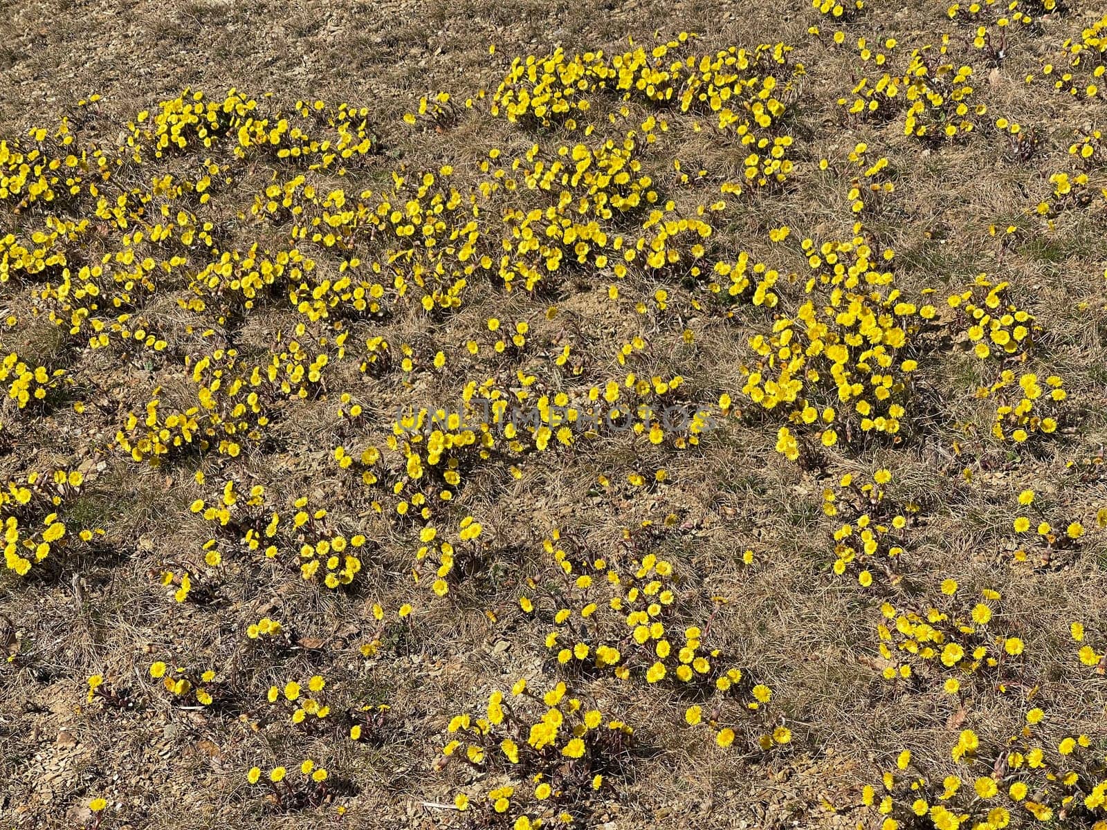 Coltsfoot,Tussilago Farfara and a medicinal plant with yellow aldermen. It occurs wild and is also used in medicine. Coltsfoot,Tussilago Farfara and a medicinal plant with yellow flowers. It occurs wild and is also used in medicine.