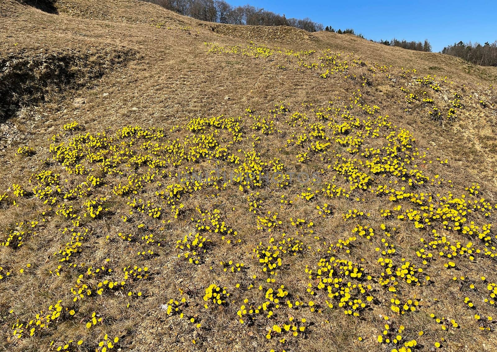 Coltsfoot,Tussilago Farfara and a medicinal plant with yellow aldermen. It occurs wild and is also used in medicine. Coltsfoot,Tussilago Farfara and a medicinal plant with yellow flowers. It occurs wild and is also used in medicine.