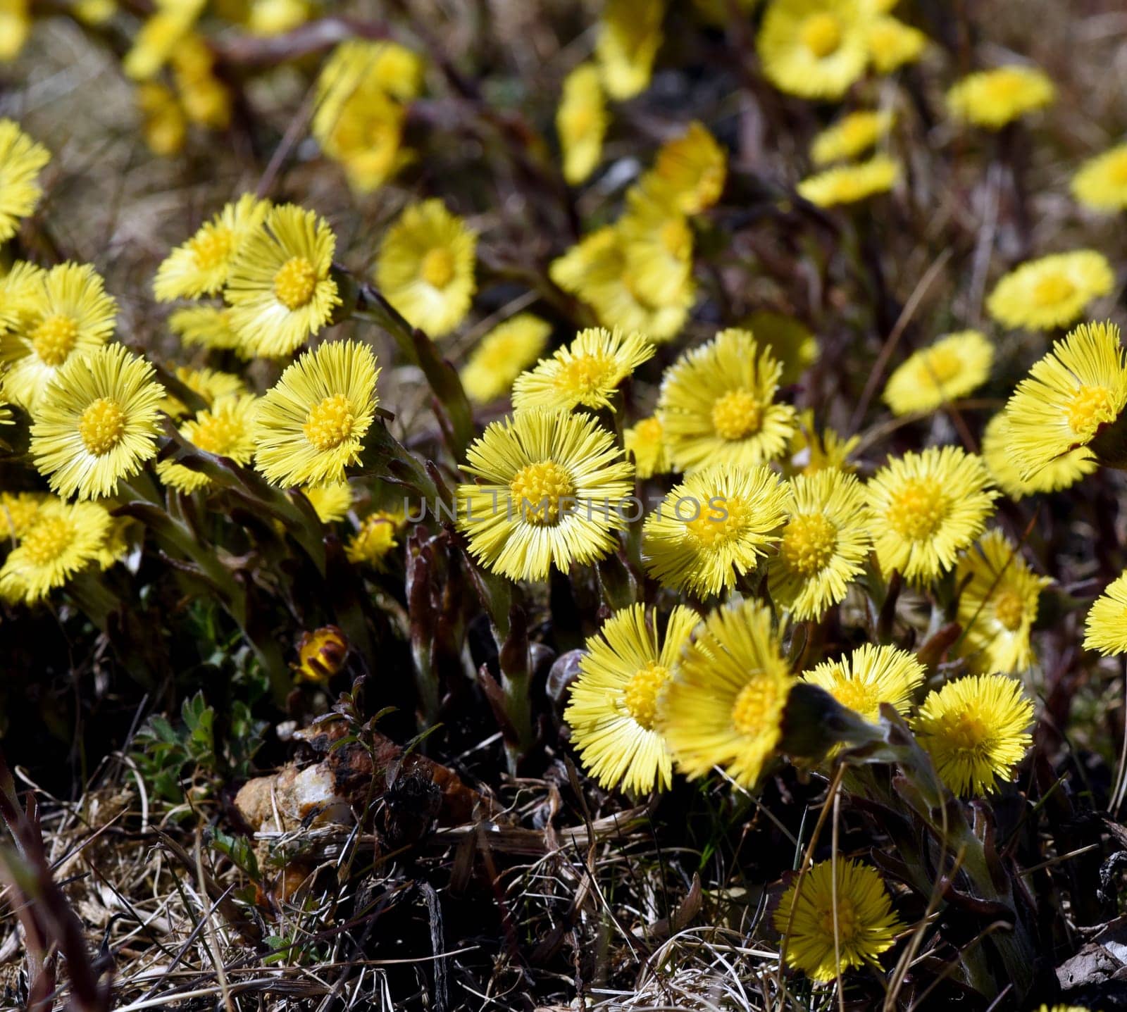 Coltsfoot,tussilago farfara and a medicinal plant with yellow brickets. It occurs wild and is also used in medicine. Coltsfoot,Tussilago Farfara and a medicinal plant with yellow flowers. It occurs wild and is also used in medicine.