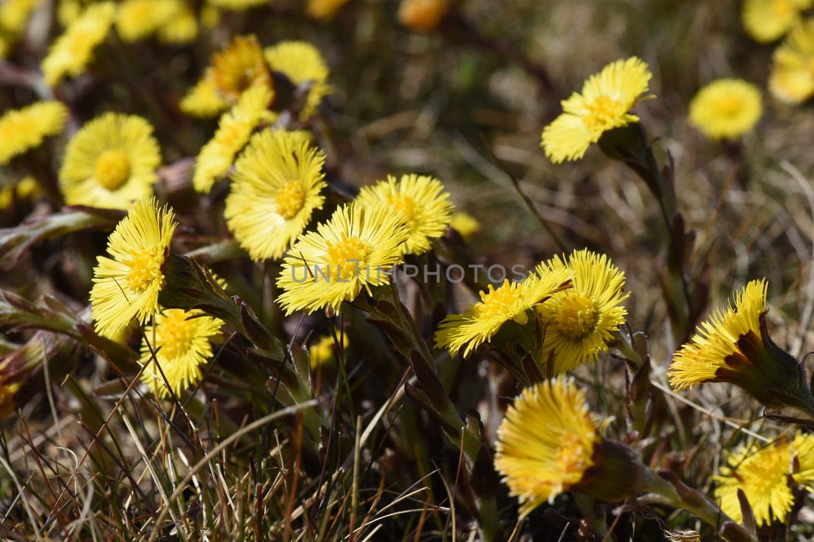 Coltsfoot,Tussilago Farfara and a medicinal plant with yellow aldermen. It occurs wild and is also used in medicine. Coltsfoot,Tussilago Farfara and a medicinal plant with yellow flowers. It occurs wild and is also used in medicine.