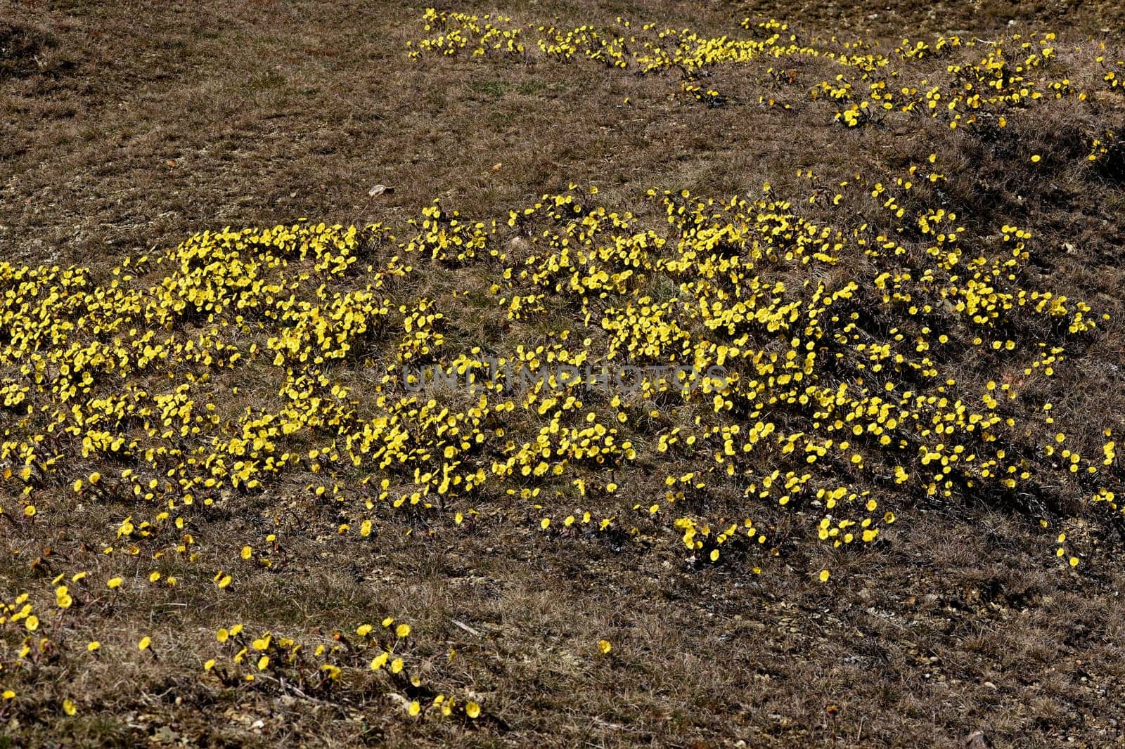 Coltsfoot,Tussilago Farfara and a medicinal plant with yellow aldermen. It occurs wild and is also used in medicine. Coltsfoot,Tussilago Farfara and a medicinal plant with yellow flowers. It occurs wild and is also used in medicine.