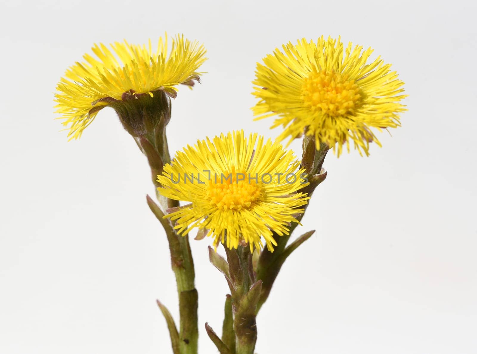 Coltsfoot,tussilago farfara and a medicinal plant with yellow brickets. It occurs wild and is also used in medicine. Coltsfoot,Tussilago Farfara and a medicinal plant with yellow flowers. It occurs wild and is also used in medicine.