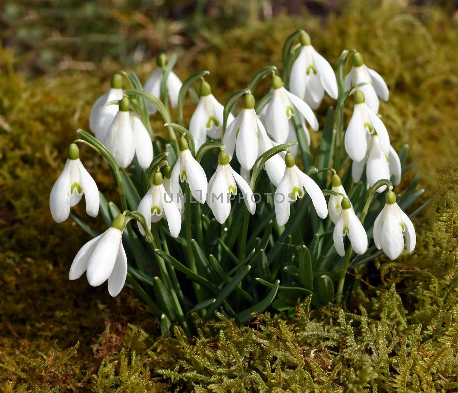 Snow globchen,Galanthus nivalis,is a flower that blooms in winter and an important medicinal plant. Snowdrop,Galanthus nivalis,is a flower that blooms in winter and is an important medicinal plant.