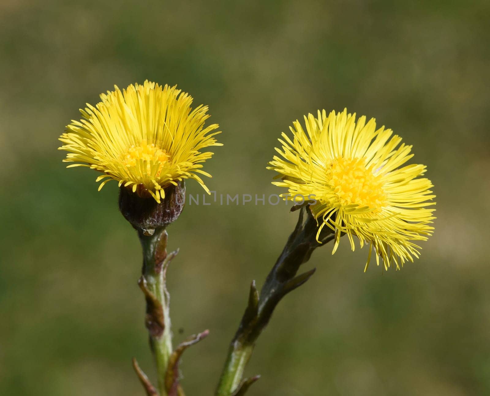 Coltsfoot,Tussilago Farfara and a medicinal plant with yellow aldermen. It occurs wild and is also used in medicine. Coltsfoot,Tussilago Farfara and a medicinal plant with yellow flowers. It occurs wild and is also used in medicine.