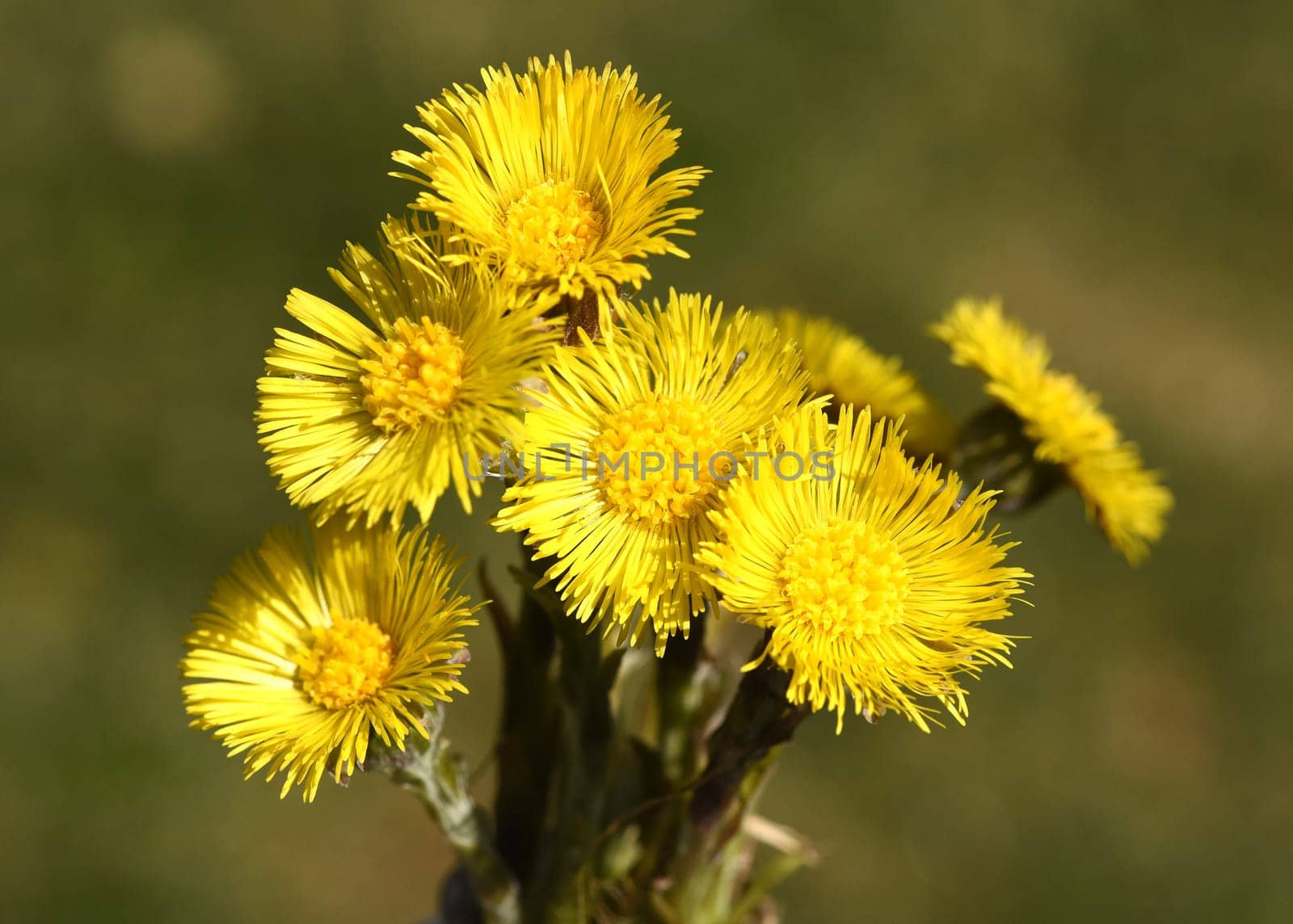 Coltsfoot,Tussilago Farfara and a medicinal plant with yellow aldermen. It occurs wild and is also used in medicine. Coltsfoot,Tussilago Farfara and a medicinal plant with yellow flowers. It occurs wild and is also used in medicine.