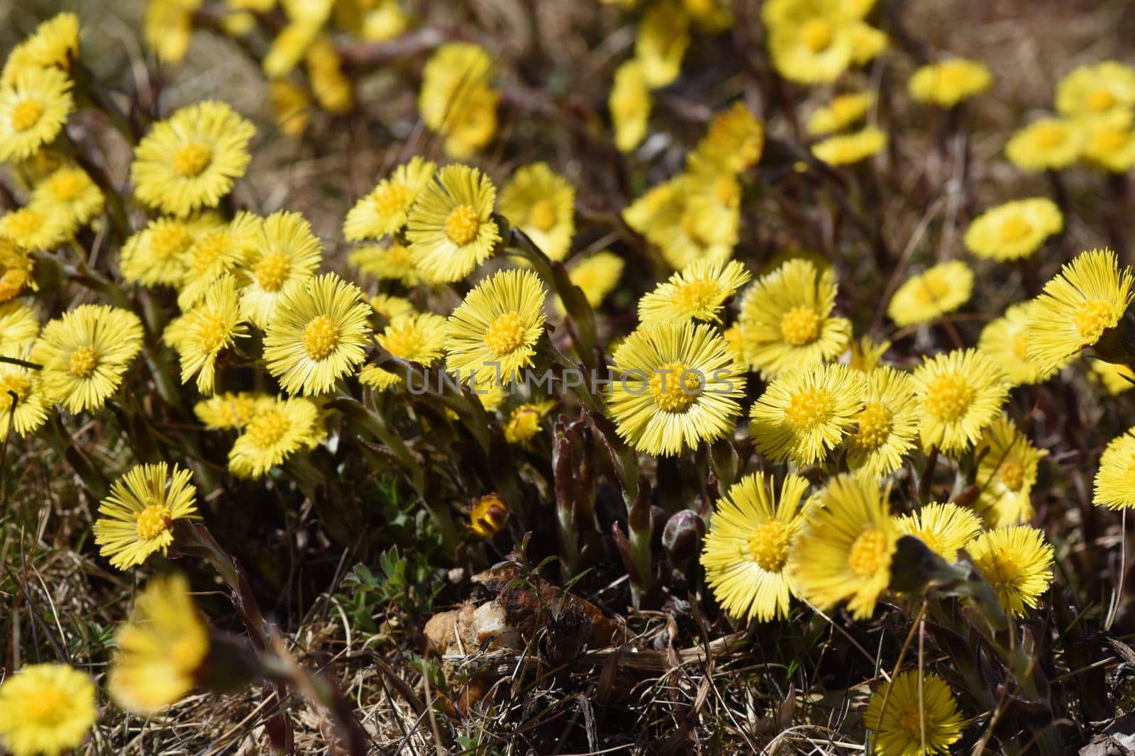 Coltsfoot,tussilago farfara and a medicinal plant with yellow brickets. It occurs wild and is also used in medicine. Coltsfoot,Tussilago Farfara and a medicinal plant with yellow flowers. It occurs wild and is also used in medicine.