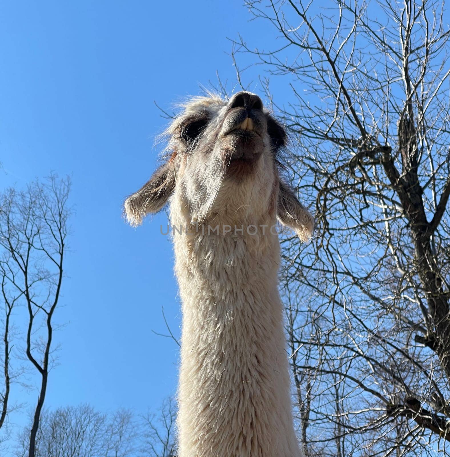 The llama,llama glama and alpacas are a species of camels. They are common in the South American Andes and are a pet form derived from the guanaco. The llama,llama glama and alpacas are a species of camels. They are distributed in the South American Andes and are a domestic species descended from the guanaco