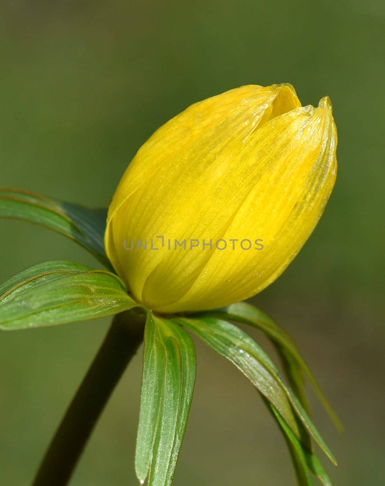Winterling,Eranthis hyemalis,is a flower that blooms in winter and has yellow blues. Winterling,Eranthis hyemalis,is a flower that blooms in winter and has yellow flowers.