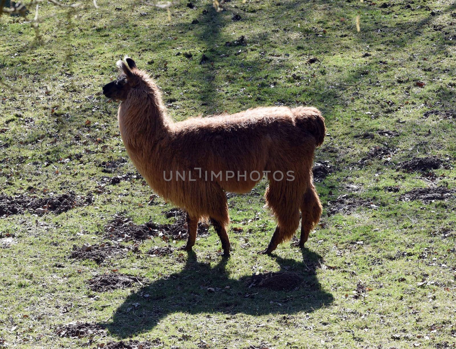The llama,llama glama and alpacas are a species of camels. They are common in the South American Andes and are a pet form derived from the guanaco. The llama,llama glama and alpacas are a species of camels. They are distributed in the South American Andes and are a domestic species descended from the guanaco