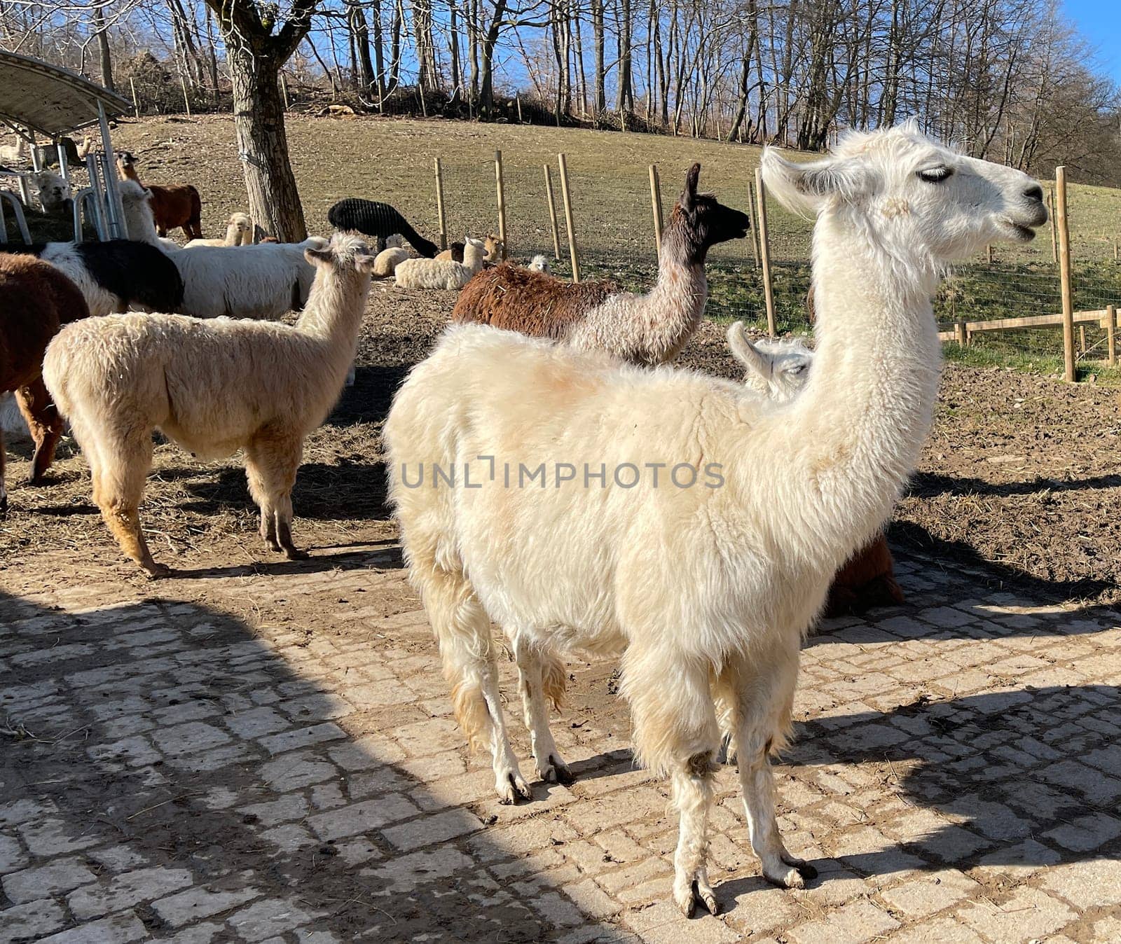The llama,llama glama and alpacas are a species of camels. They are common in the South American Andes and are a pet form derived from the guanaco. The llama,llama glama and alpacas are a species of camels. They are distributed in the South American Andes and are a domestic species descended from the guanaco