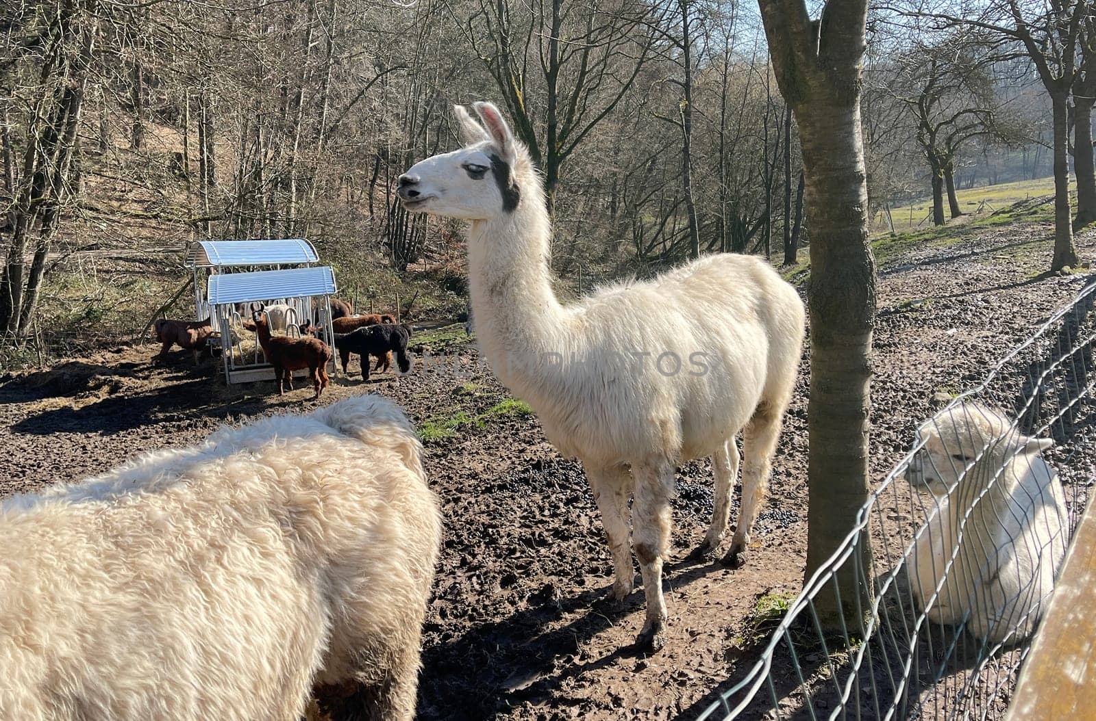 The llama,llama glama and alpacas are a species of camels. They are common in the South American Andes and are a pet form derived from the guanaco. The llama,llama glama and alpacas are a species of camels. They are distributed in the South American Andes and are a domestic species descended from the guanaco