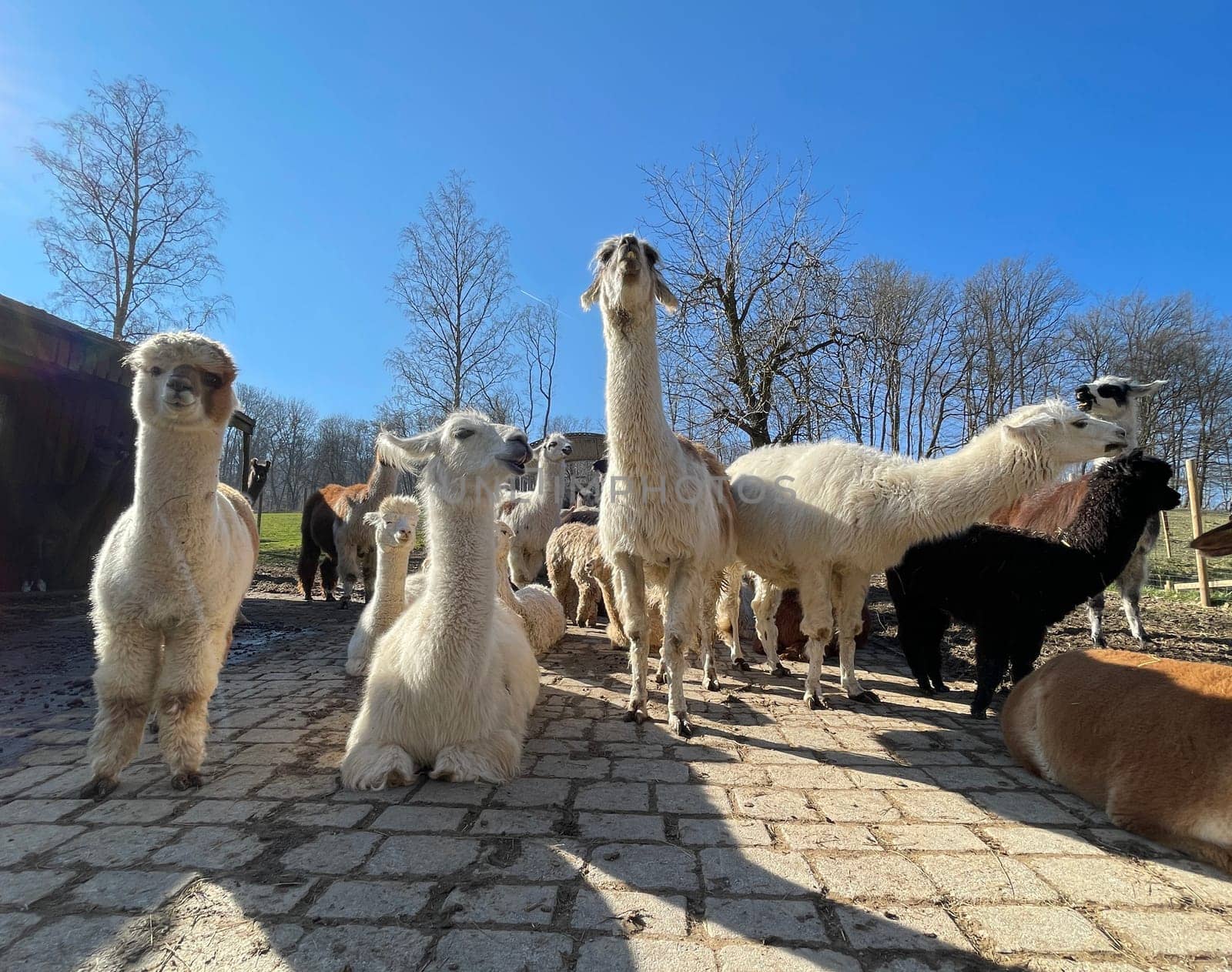 The llama,llama glama and alpacas are a species of camels. They are common in the South American Andes and are a pet form derived from the guanaco. The llama,llama glama and alpacas are a species of camels. They are distributed in the South American Andes and are a domestic species descended from the guanaco