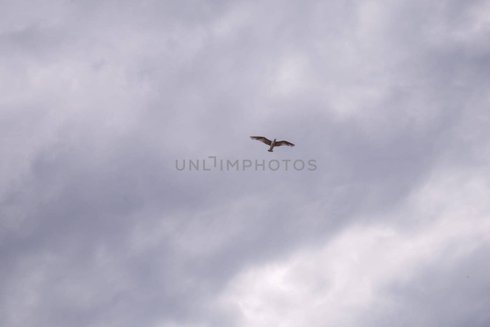 Seagull flying in cloudy sky at day. seagull flying among the clouds.