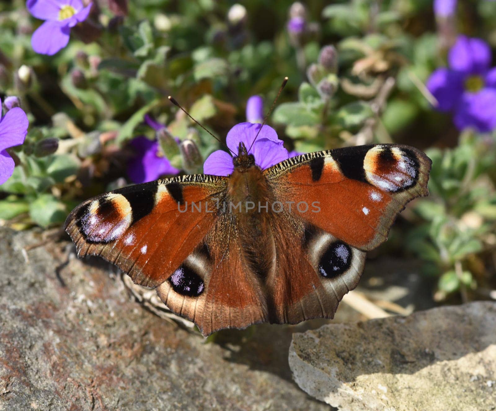 Butterflies are insects with large flugels. Butterflies are insects with large wings.