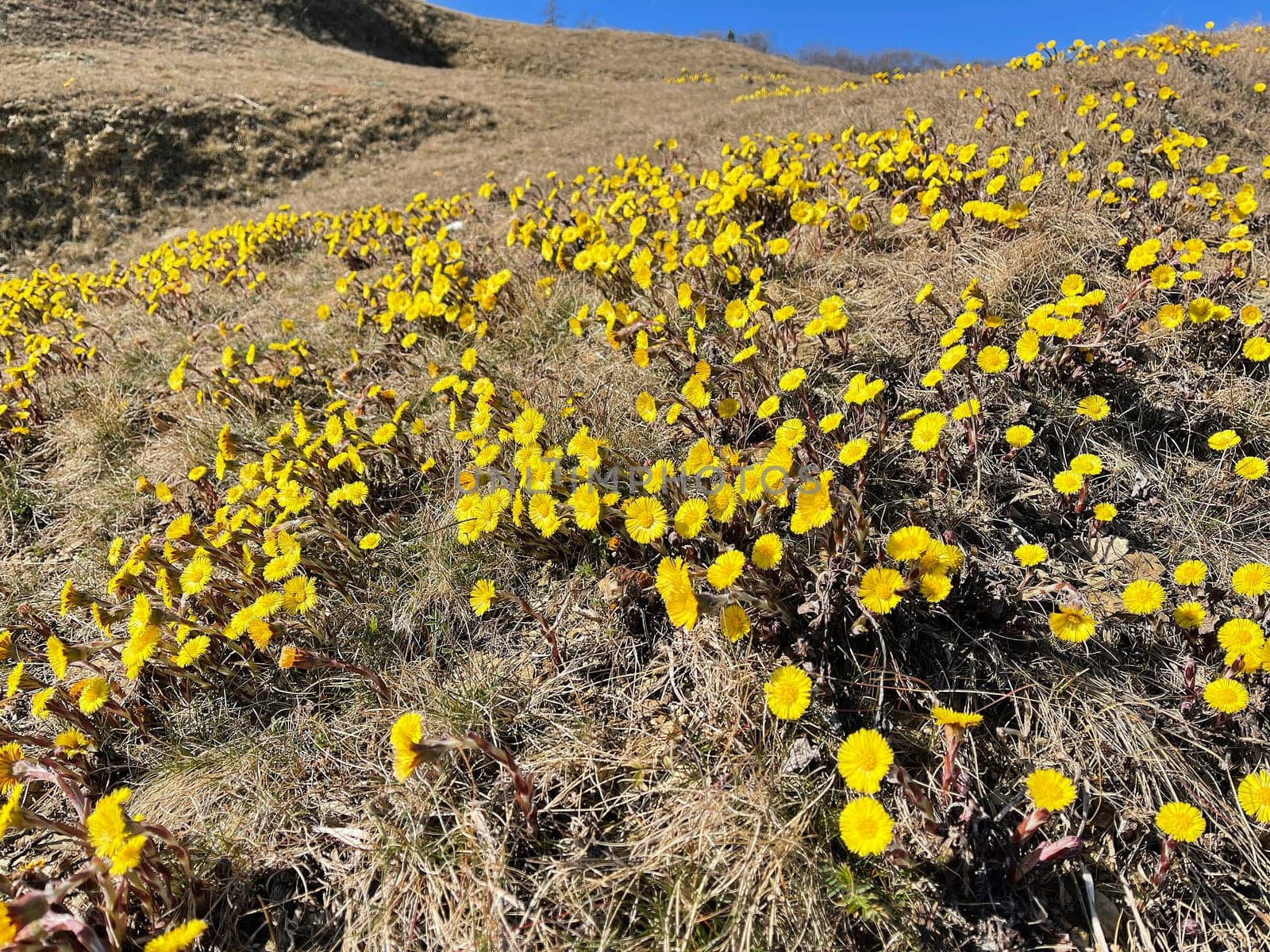 Coltsfoot,Tussilago Farfara and a medicinal plant with yellow aldermen. It occurs wild and is also used in medicine. Coltsfoot,Tussilago Farfara and a medicinal plant with yellow flowers. It occurs wild and is also used in medicine.