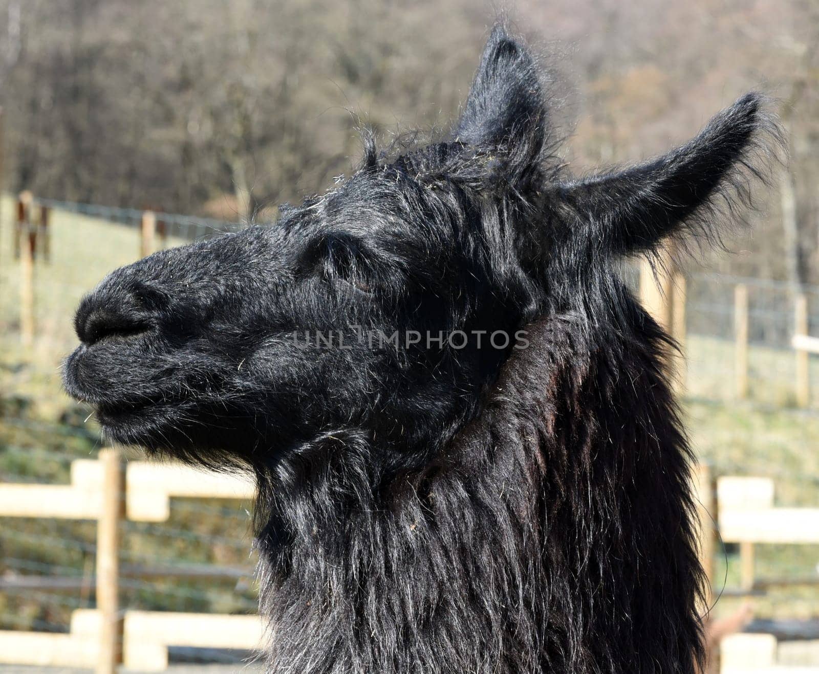 The llama,llama glama and alpacas are a species of camels. They are common in the South American Andes and are a pet form derived from the guanaco. The llama,llama glama and alpacas are a species of camels. They are distributed in the South American Andes and are a domestic species descended from the guanaco