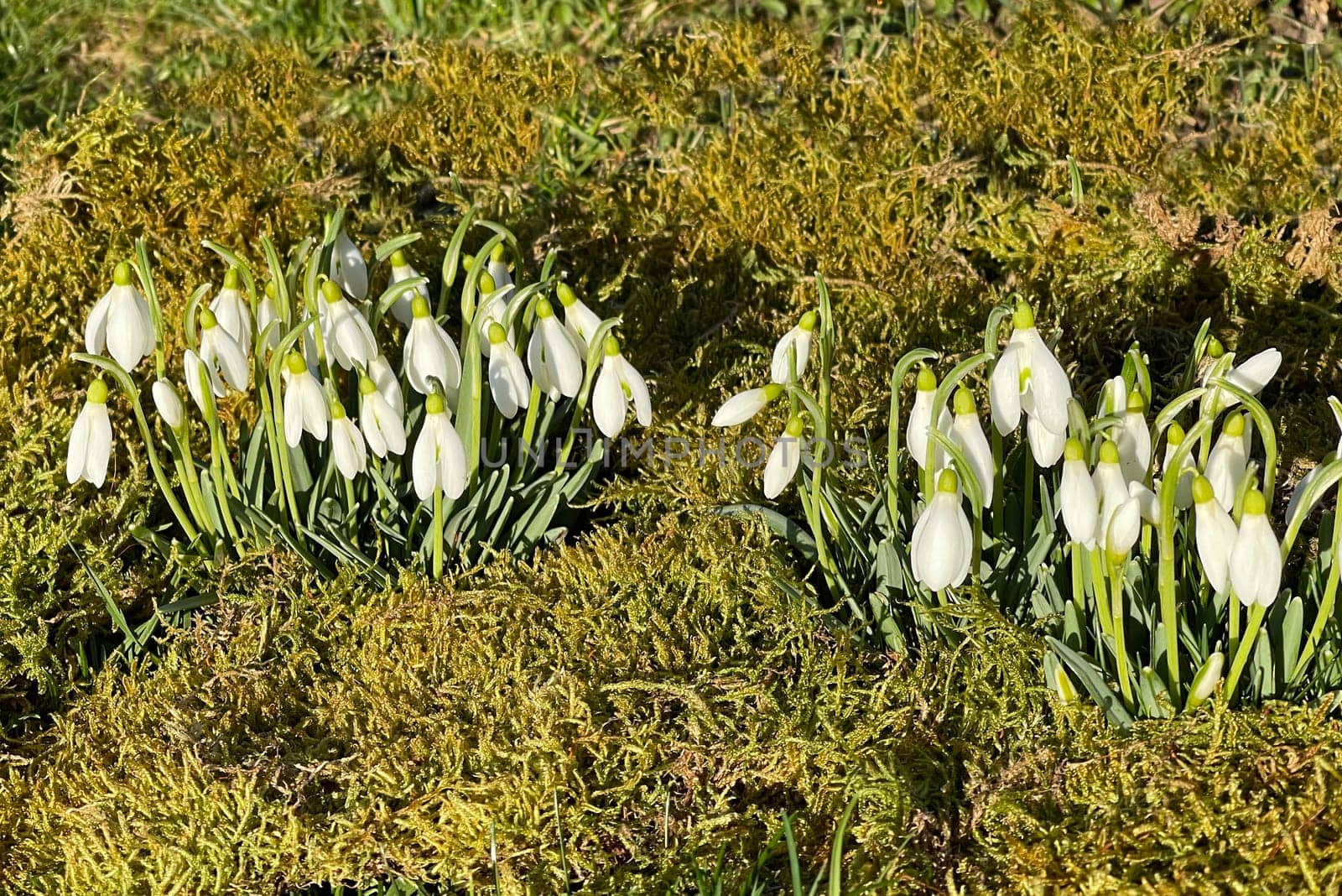 Snow globchen,Galanthus nivalis,is a flower that blooms in winter and an important medicinal plant. Snowdrop,Galanthus nivalis,is a flower that blooms in winter and is an important medicinal plant.