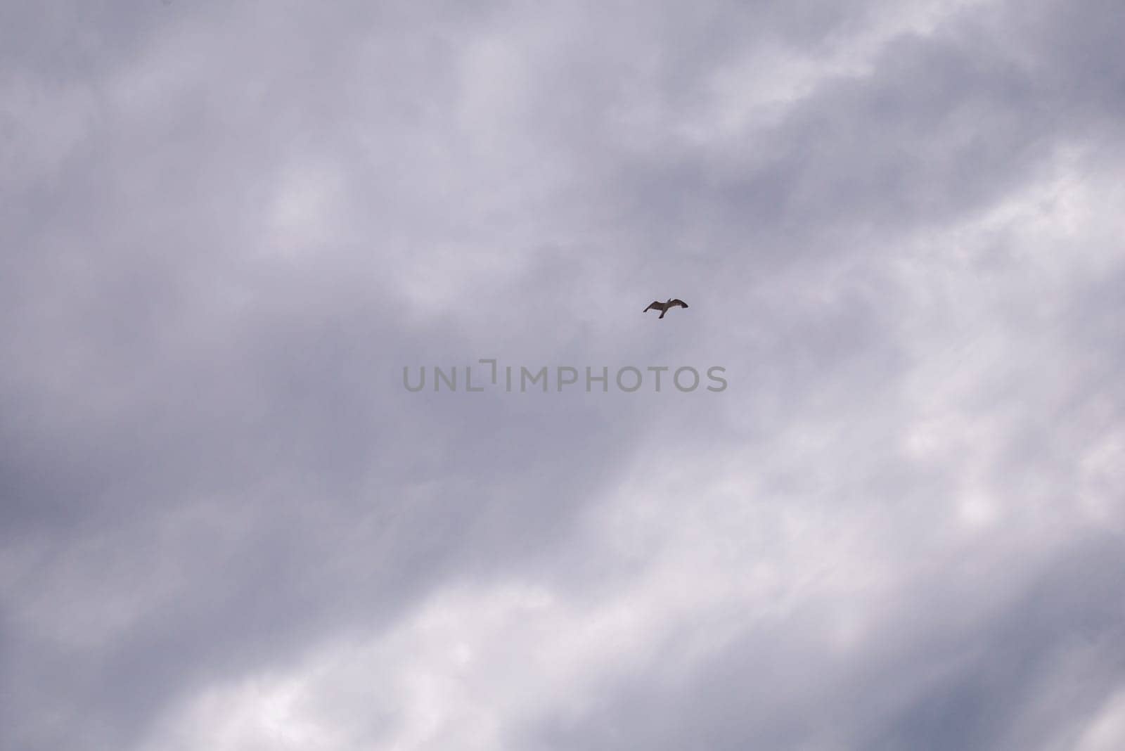Seagull flying in cloudy sky at day. seagull flying among the clouds.
