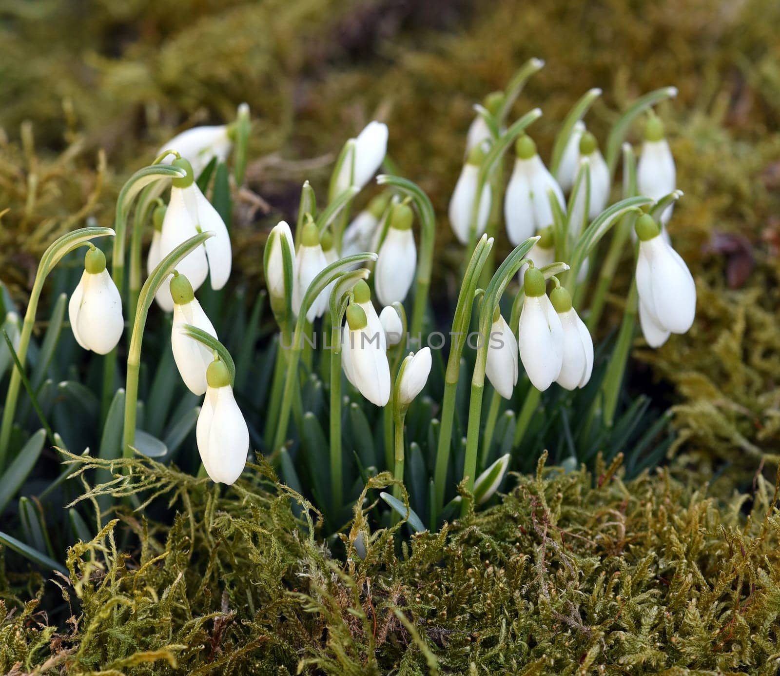 Snow globchen,Galanthus nivalis,is a flower that blooms in winter and an important medicinal plant. Snowdrop,Galanthus nivalis,is a flower that blooms in winter and is an important medicinal plant.