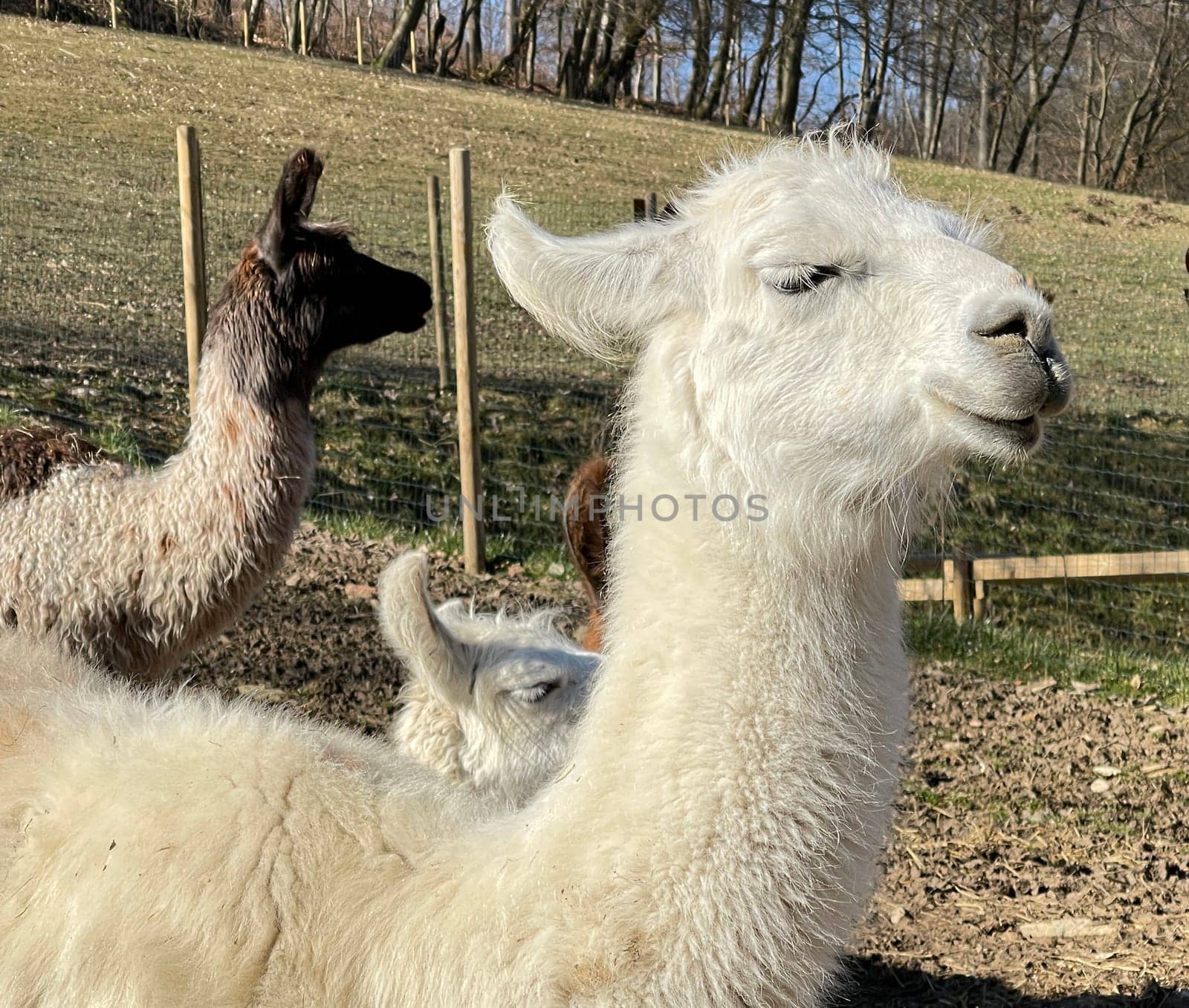 The llama,llama glama and alpacas are a species of camels. They are common in the South American Andes and are a pet form derived from the guanaco. The llama,llama glama and alpacas are a species of camels. They are distributed in the South American Andes and are a domestic species descended from the guanaco