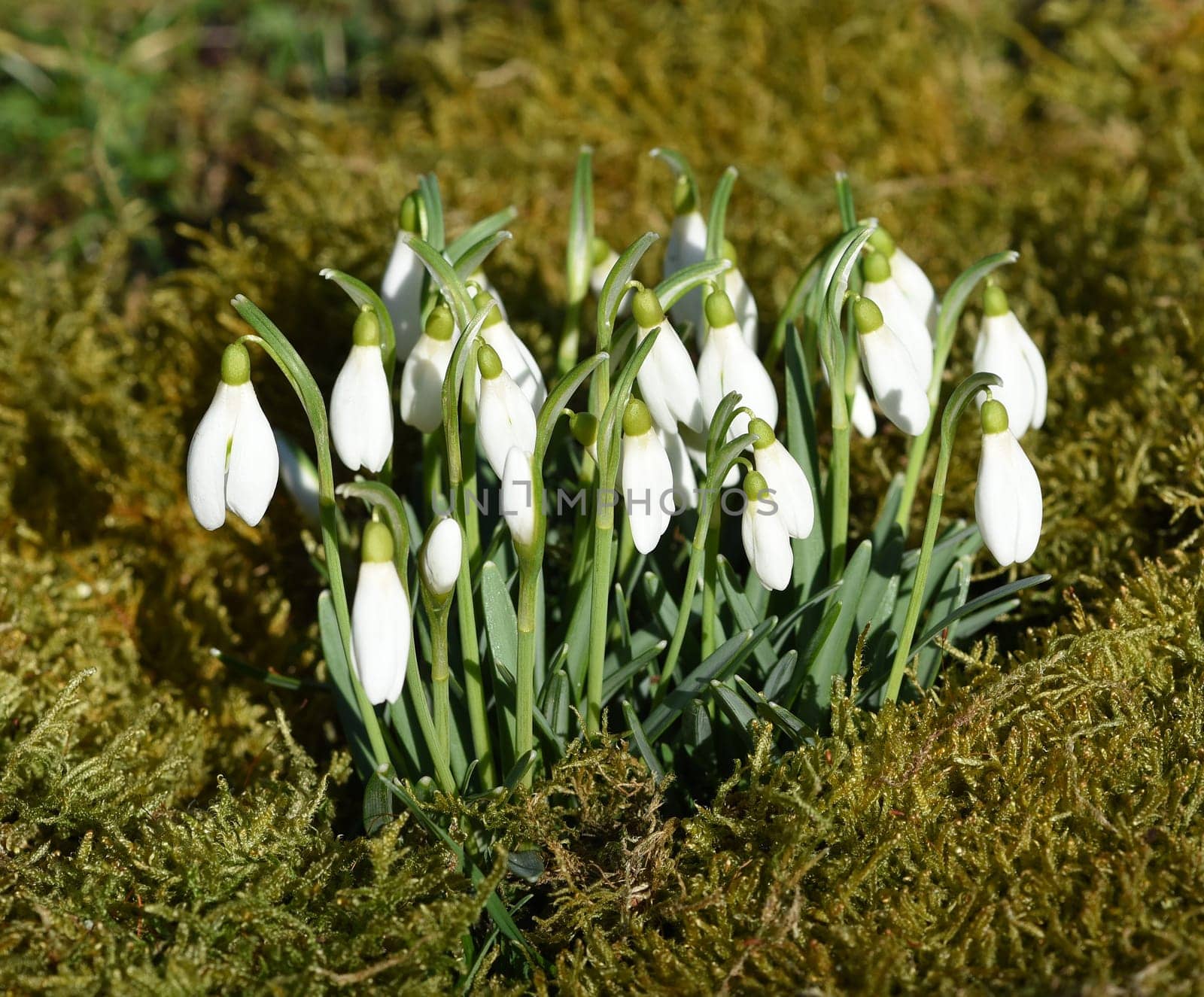 Snow globchen,Galanthus nivalis,is a flower that blooms in winter and an important medicinal plant. Snowdrop,Galanthus nivalis,is a flower that blooms in winter and is an important medicinal plant.