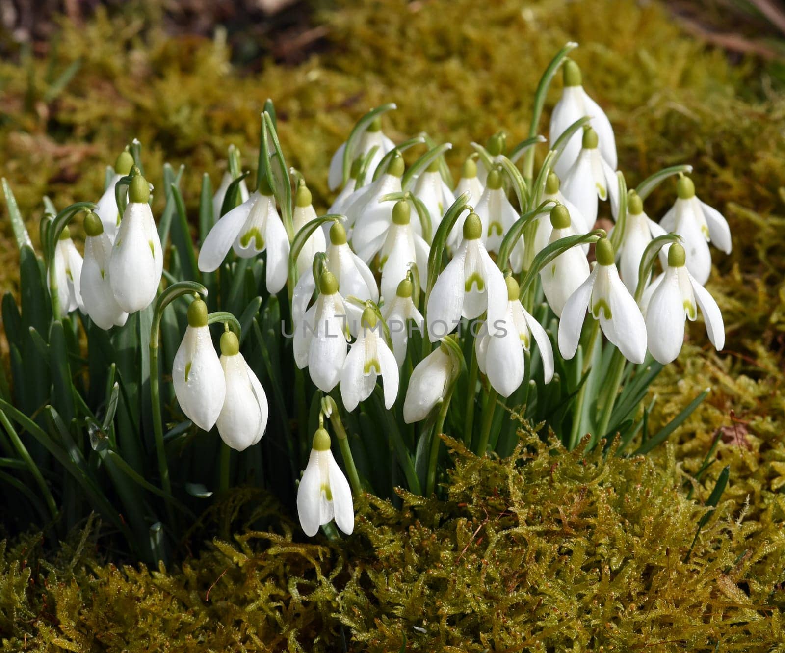 Snow globchen,Galanthus nivalis,is a flower that blooms in winter and an important medicinal plant. Snowdrop,Galanthus nivalis,is a flower that blooms in winter and is an important medicinal plant.