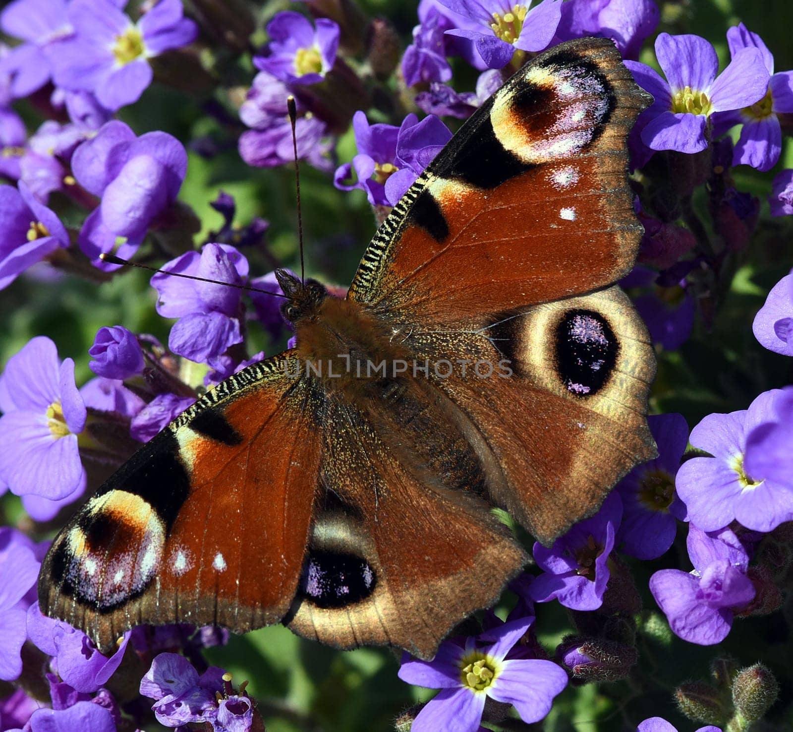 Butterflies are insects with large flugels. Butterflies are insects with large wings.