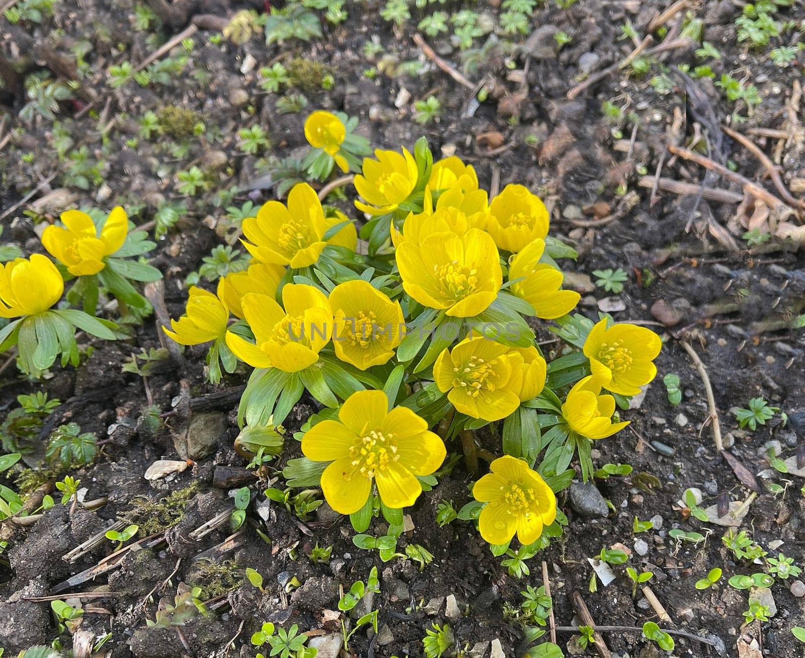 Winterling,Eranthis hyemalis,is a flower that blooms in winter and has yellow blues. Winterling,Eranthis hyemalis,is a flower that blooms in winter and has yellow flowers.